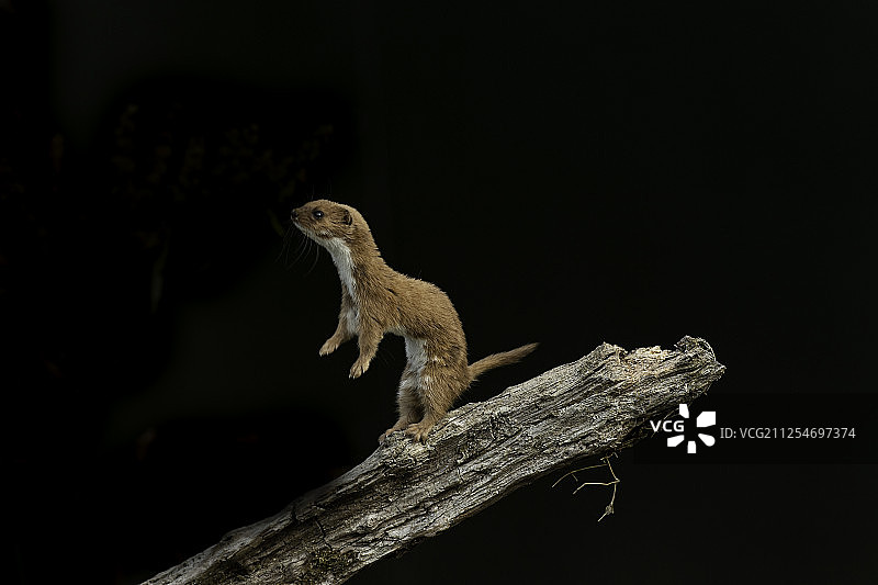 鼬（Mustela nivalis）在树枝上图片素材