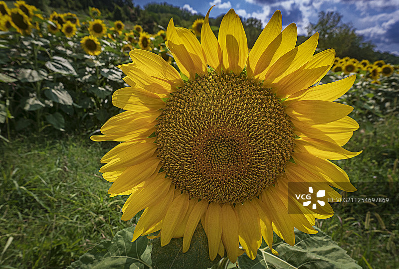 向日葵与阳光图片素材