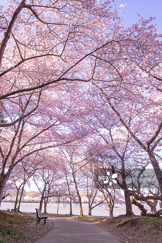 盛开粉色樱花的小巷图片素材