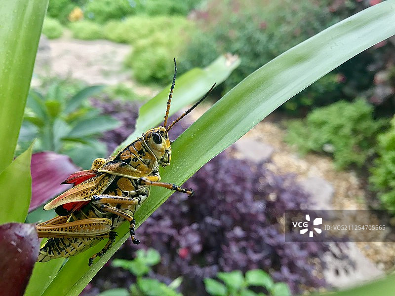 美国迈阿密草地上的蚱蜢特写图片素材