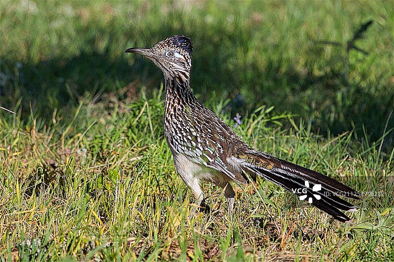 小走鹃暂停图片素材