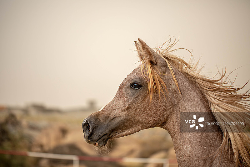 田野中阿拉伯马的侧面特写图片素材
