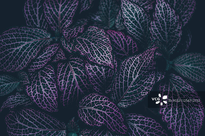 植物叶子特写图片素材