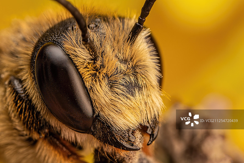 切叶蜂图片素材