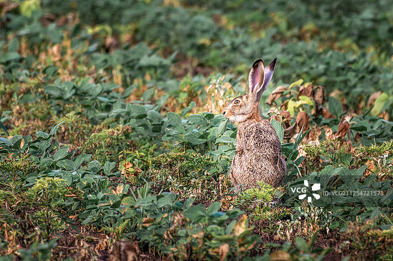 野兔（欧洲野兔）在田野里吃树叶，塞尔维亚克拉古耶瓦茨图片素材