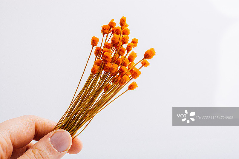 手持一束橙色干花图片素材