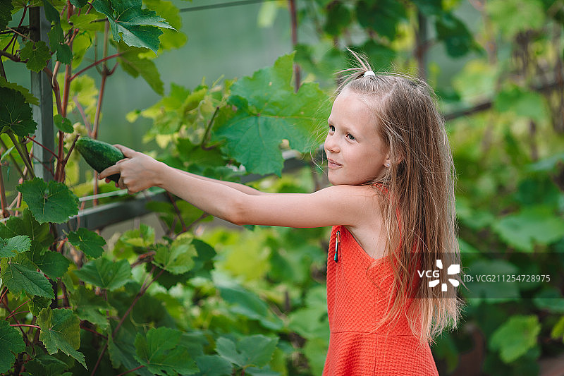 可爱小女孩温室采摘黄瓜番茄图片素材