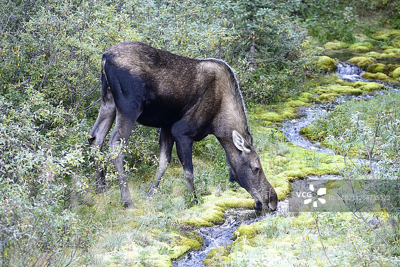 在加拿大阿尔伯塔省饮水的驼鹿图片素材