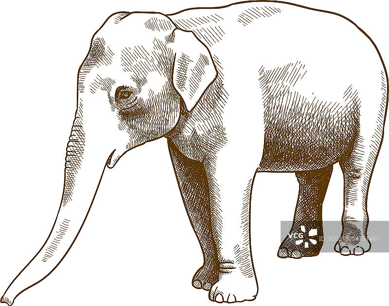 印度古董大象雕刻图案图片素材