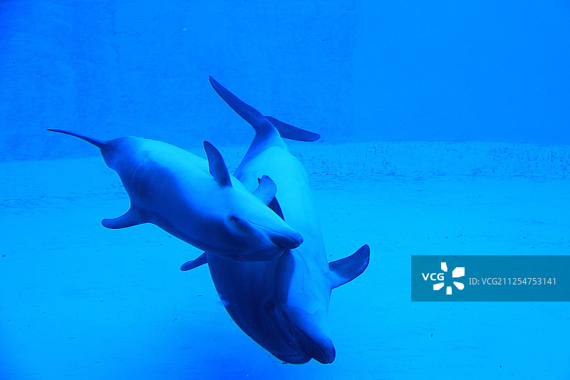 水下视角：海豚畅游，日本名古屋图片素材