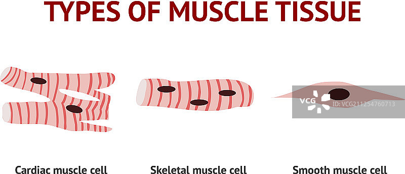 肌肉组织解剖结构白色背景图片素材