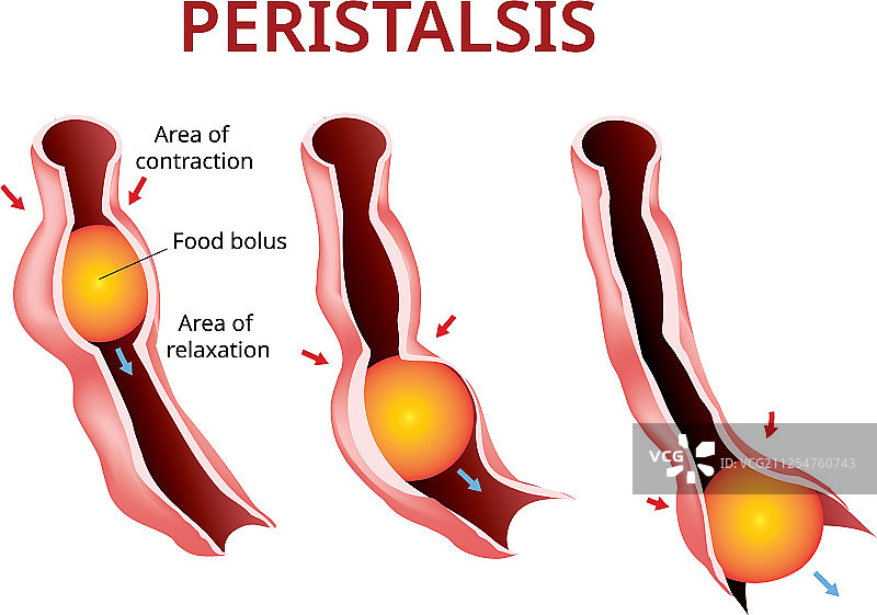 消化和蠕动食道和胃图片素材