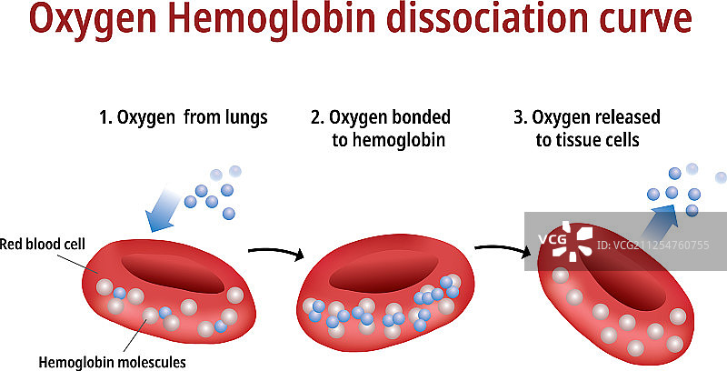 氧气血红蛋白解离曲线图片素材