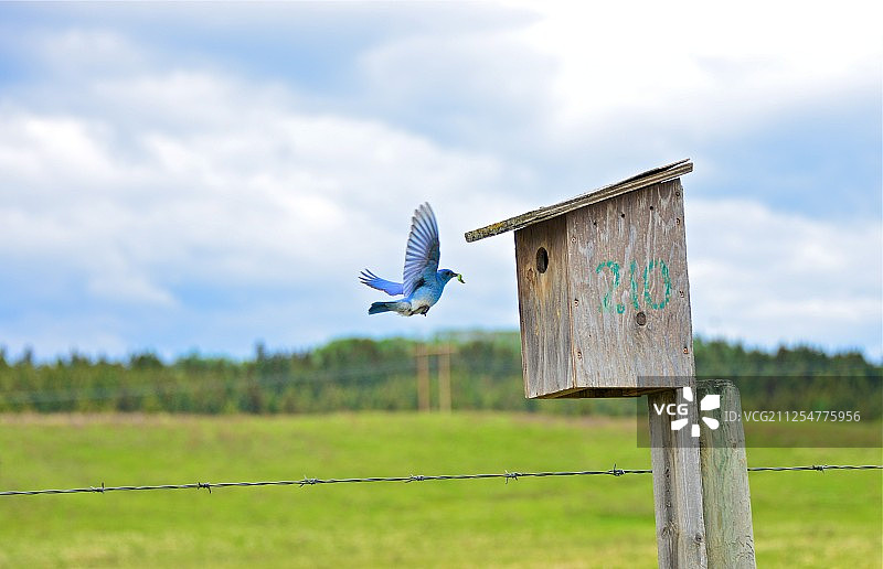 山蓝知更鸟和巢箱图片素材