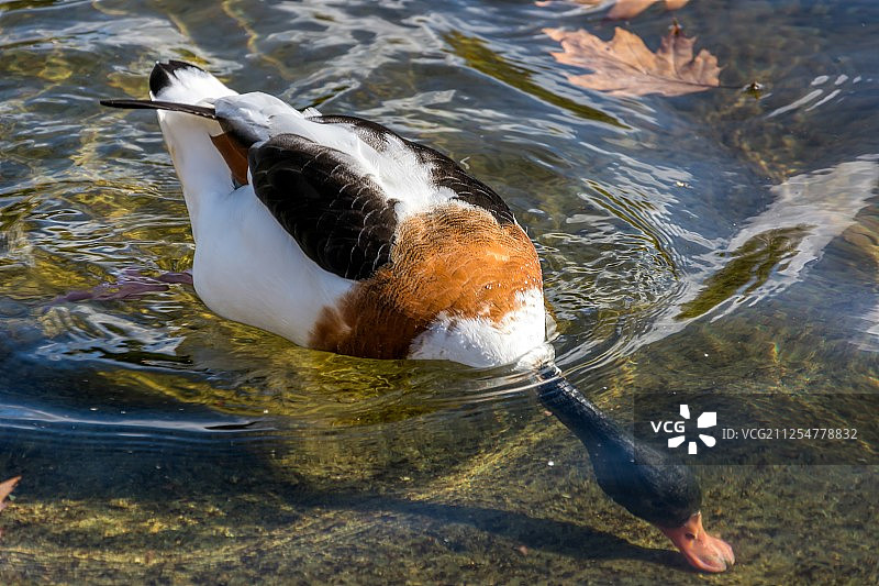 普通赤麻鸭图片素材
