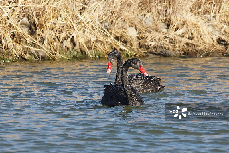 美国西弗吉尼亚查尔斯顿池塘中的两只黑天鹅图片素材