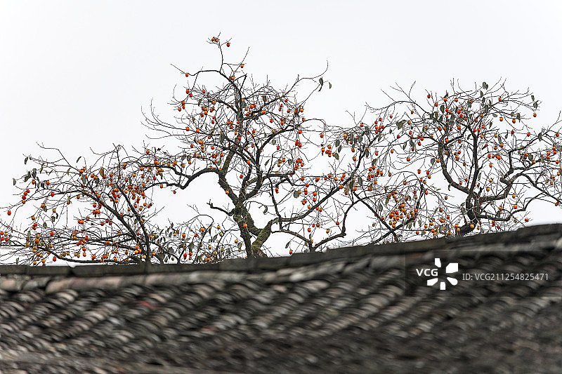 柿林村柿子树图片素材