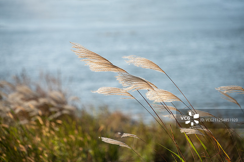 芦苇图片素材
