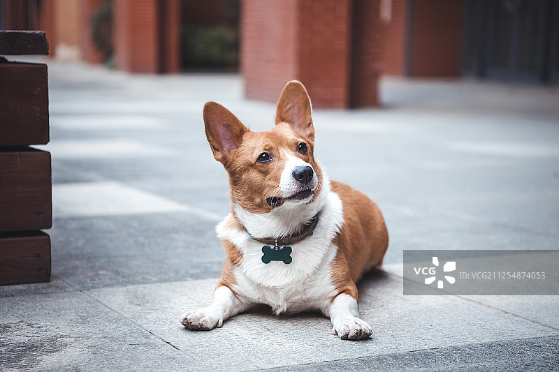 好奇的威尔士柯基犬图片素材
