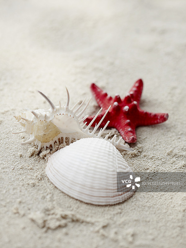 沙滩上的海星和贝壳摄影图片素材