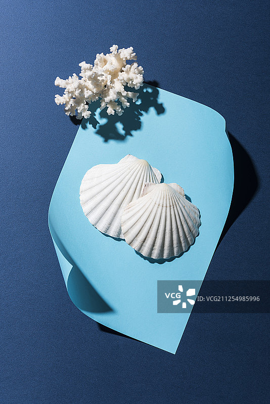 珊瑚和贝壳与蓝色装饰品摄影图片素材