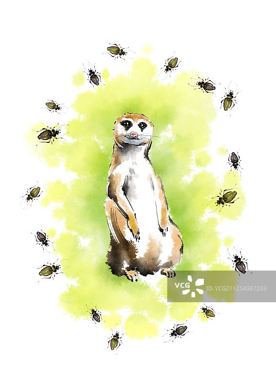 动物水彩插画图片素材