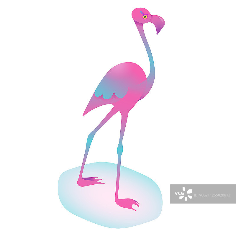 白色背景上的粉红火烈鸟图片素材