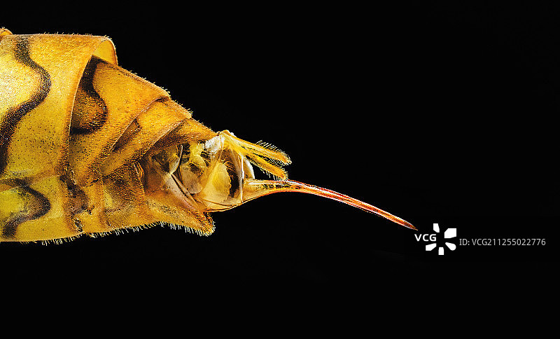 黄蜂尾针图片素材