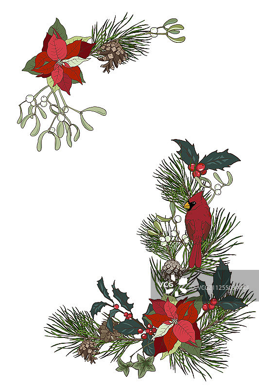 圣诞植物组合图片素材