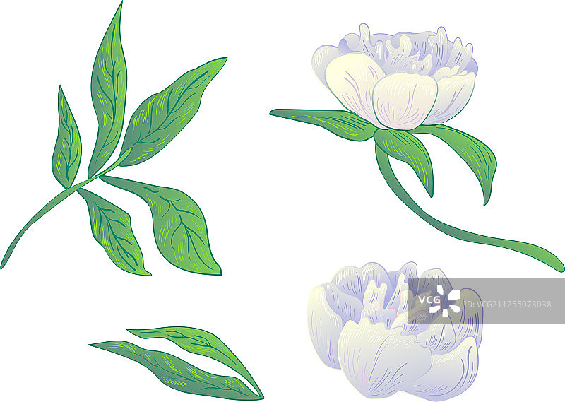 白色牡丹花卉植物黑色背景图片素材