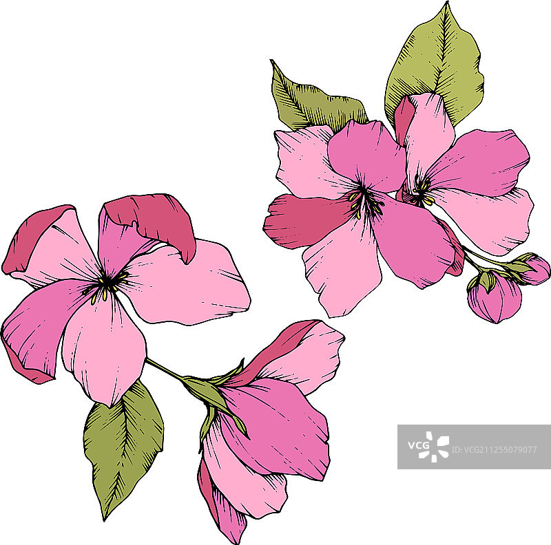 苹果花卉植物粉色花朵图片素材