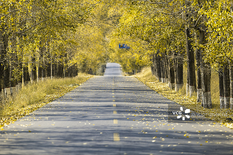 秋天美丽的金黄色大道图片素材