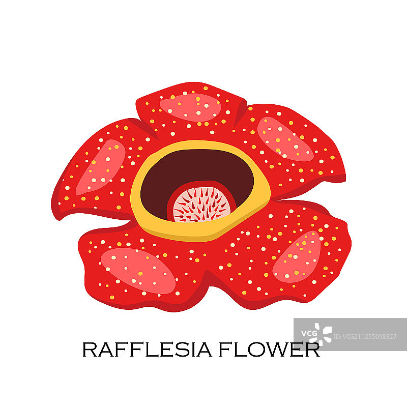 大王花：马来西亚的象征图片素材