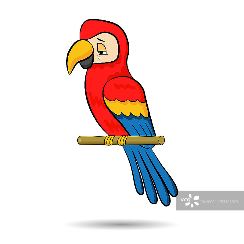 可爱的鹦鹉图片素材