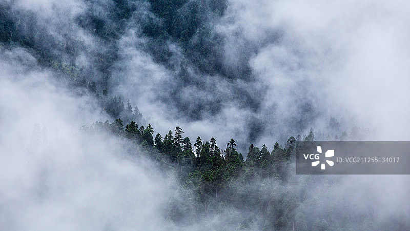 雨后云雾中的中国西藏林芝地区鲁朗林海景区森林图片素材