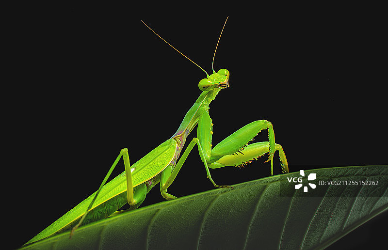 广斧螳螂图片素材