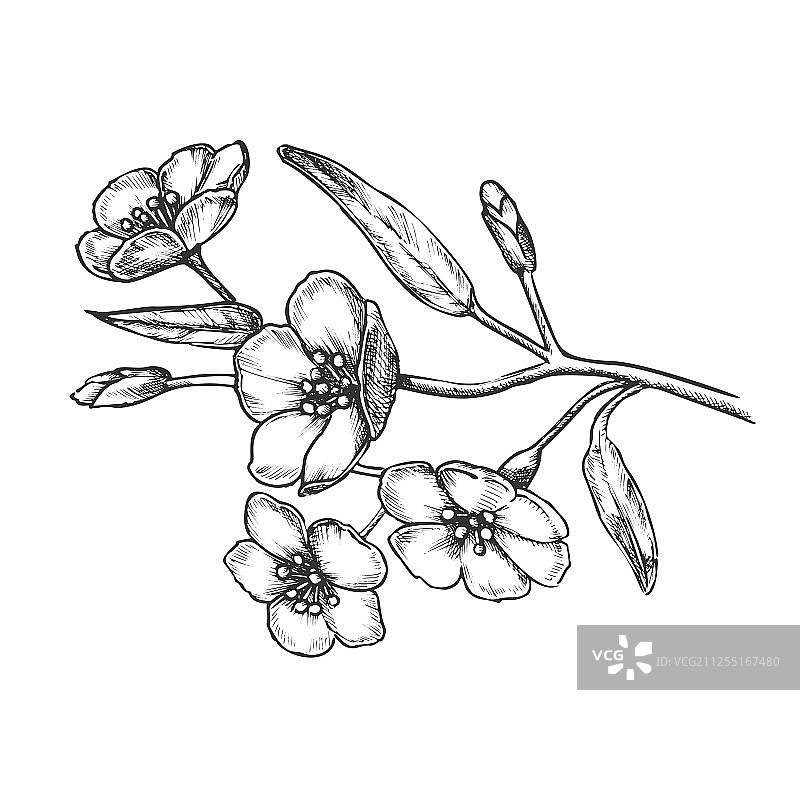 复古樱花树枝元素图片素材