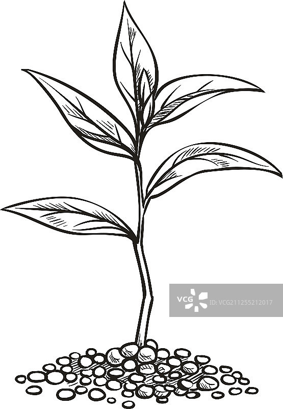素描风格的复古嫩芽图片素材