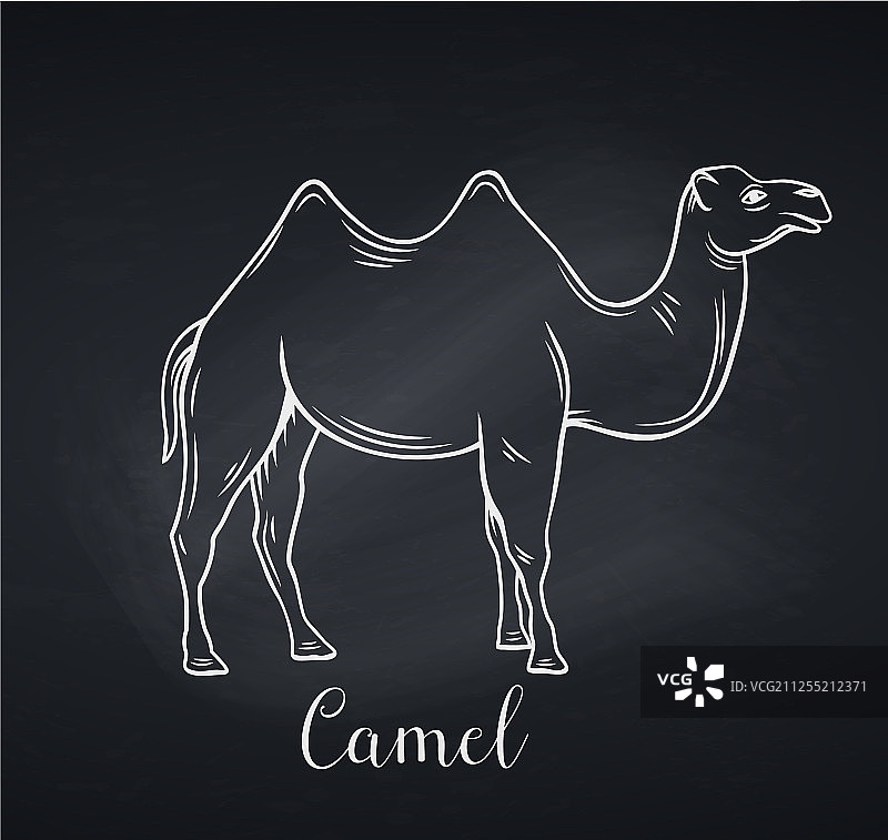 黑板风格骆驼轮廓图标图片素材