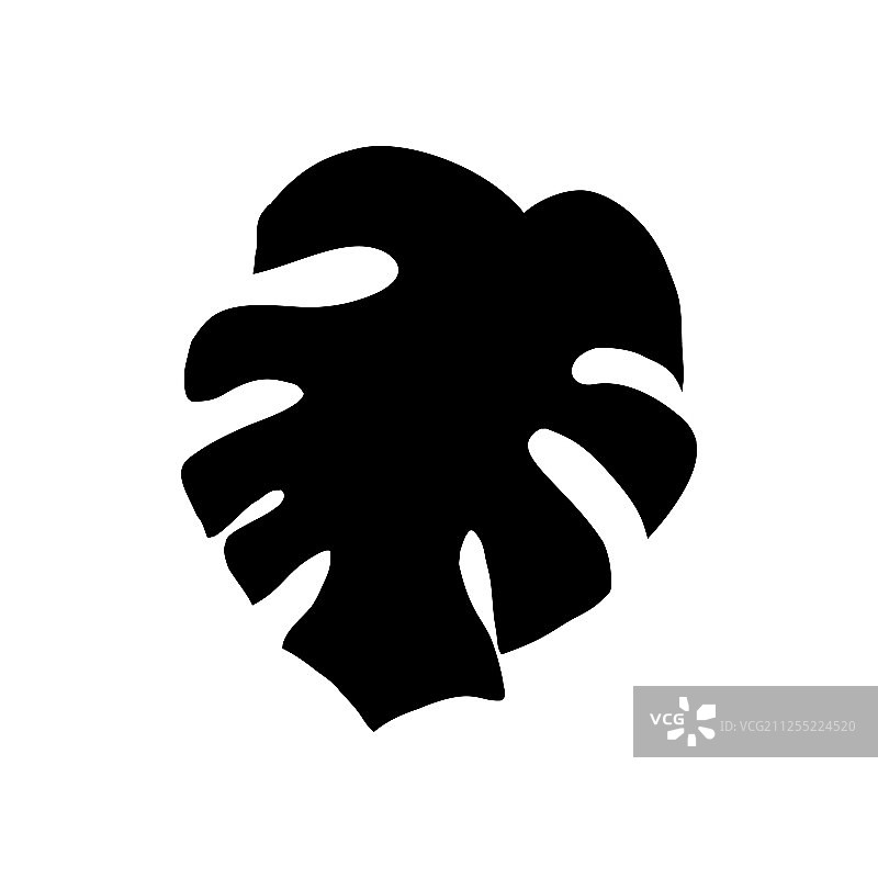 龟背竹叶剪影图片素材