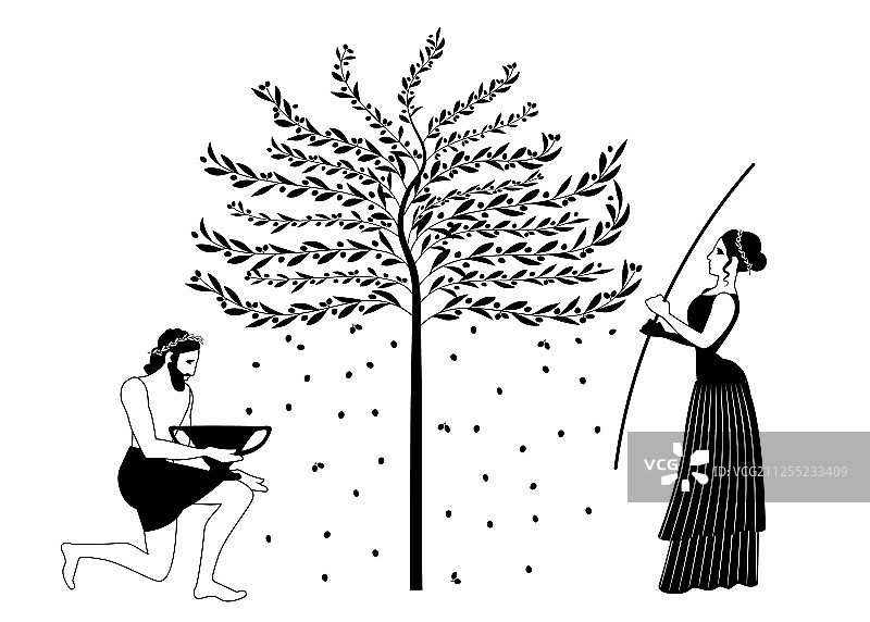 女人耙橄榄树男人采摘橄榄图片素材