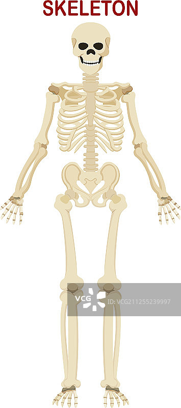 白色背景下的人体骨骼图片素材