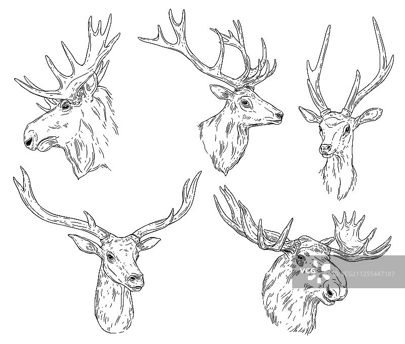 带鹿角的野生麋鹿素描图片素材