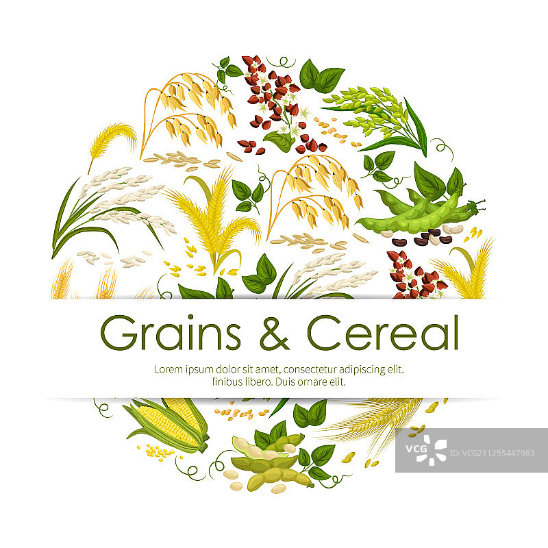 谷物和种子banner图片素材