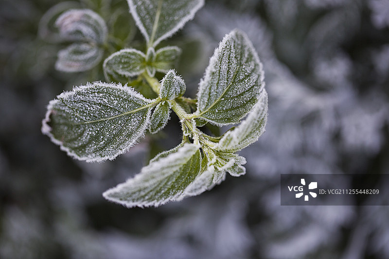 节气秋季霜叶图片素材