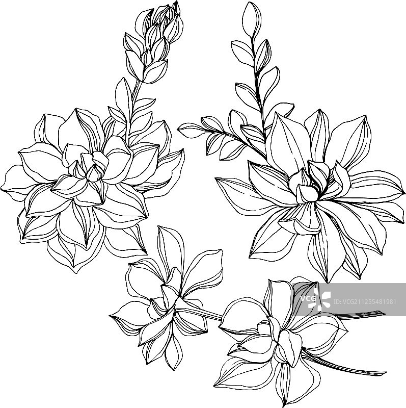 丛林植物多肉花黑色背景图片素材