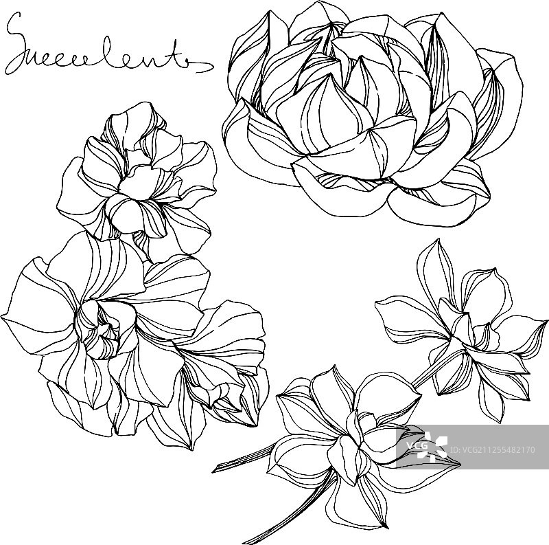 丛林植物多肉花黑色背景图片素材