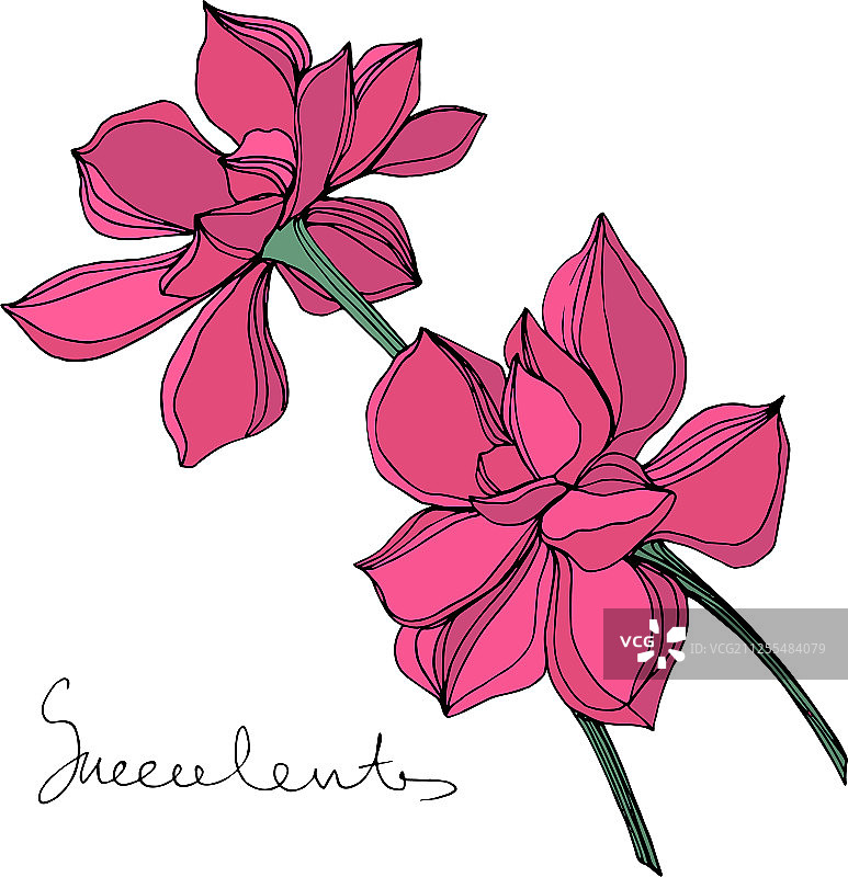 丛林植物肉质花雕刻图片素材