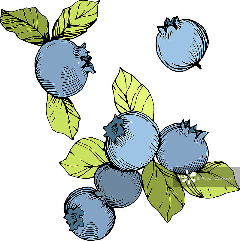 蓝莓绿色和蓝色雕刻墨水艺术图片素材