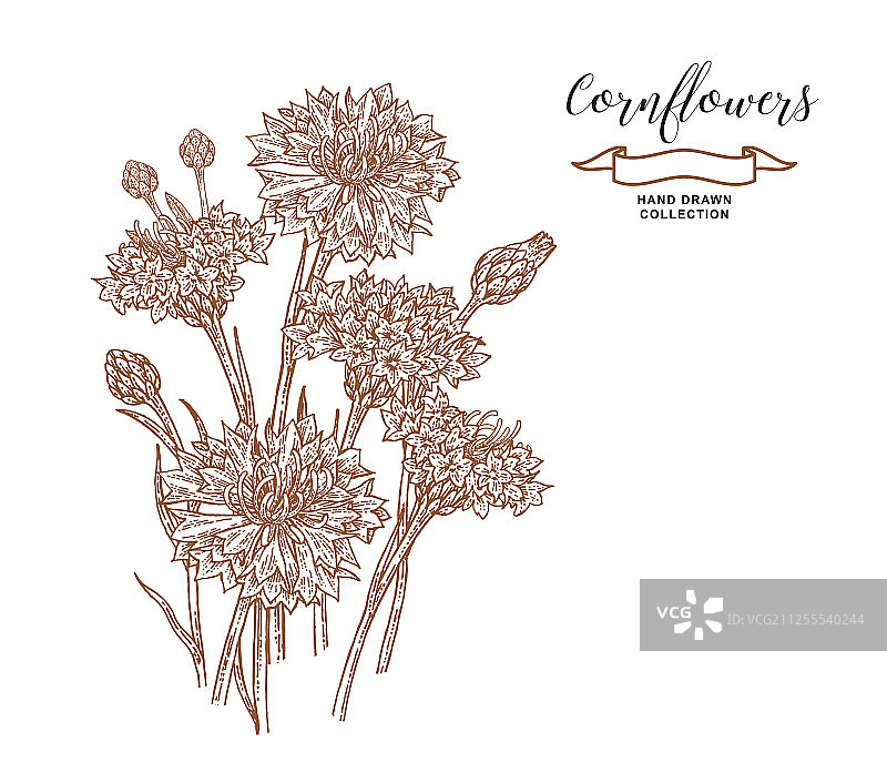 白色背景下的矢车菊图片素材